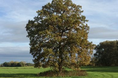 Baum rund um Boke - Dr. Andreas Frehn